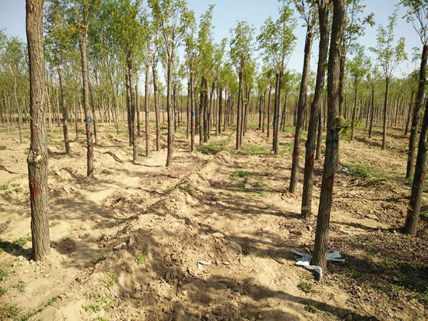 點擊查看詳細信息<br>標題：香花槐 閱讀次數：1695