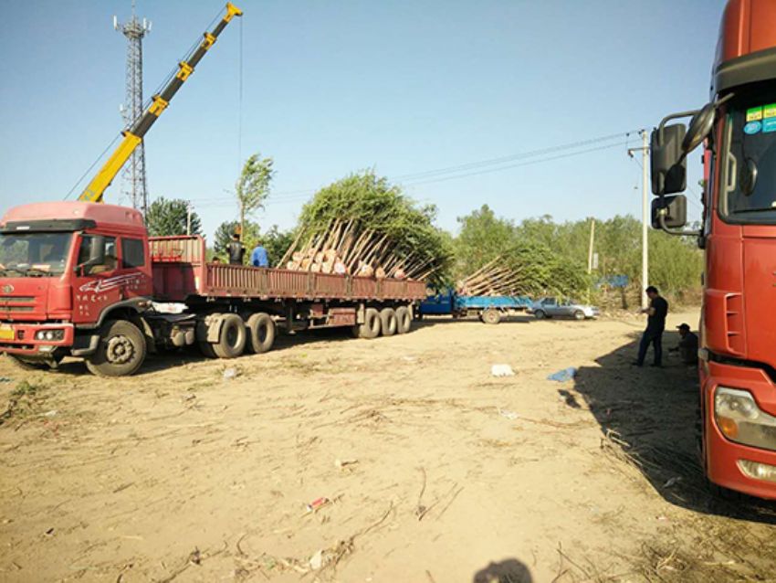 點擊查看詳細信息<br>標題：香花槐 閱讀次數：1849