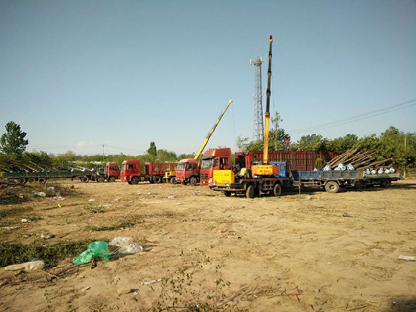 點擊查看詳細信息<br>標題：香花槐 閱讀次數：1945