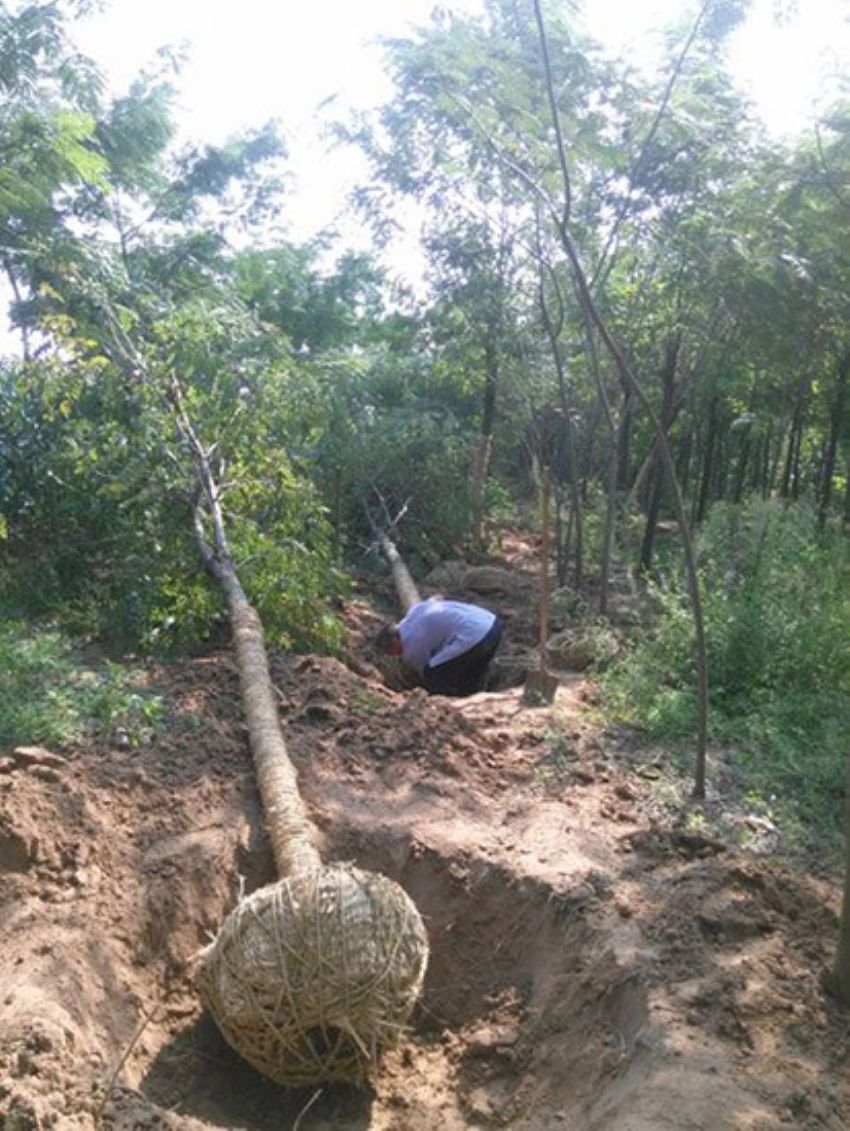 點擊查看詳細信息<br>標題：香花槐 閱讀次數：2091
