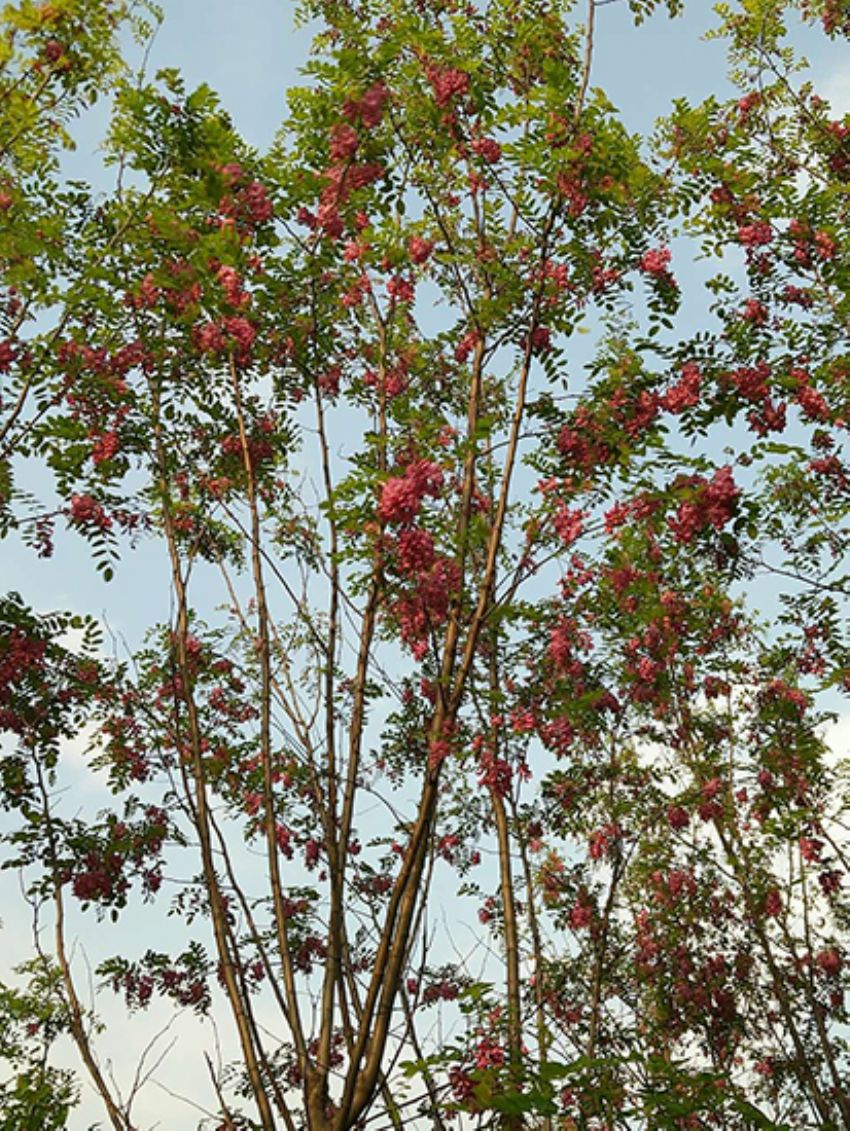 點擊查看詳細信息<br>標題：香花槐 閱讀次數：1990