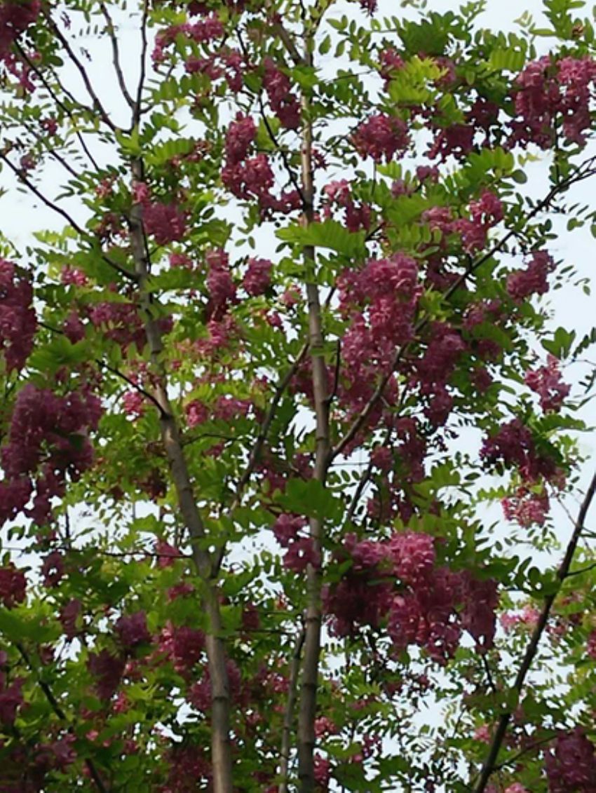 點擊查看詳細信息<br>標題：香花槐 閱讀次數：2004