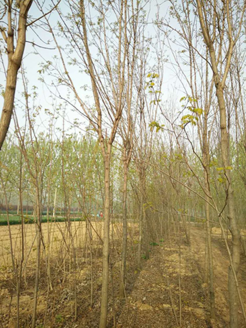 點擊查看詳細信息<br>標題：香花槐 閱讀次數：2206