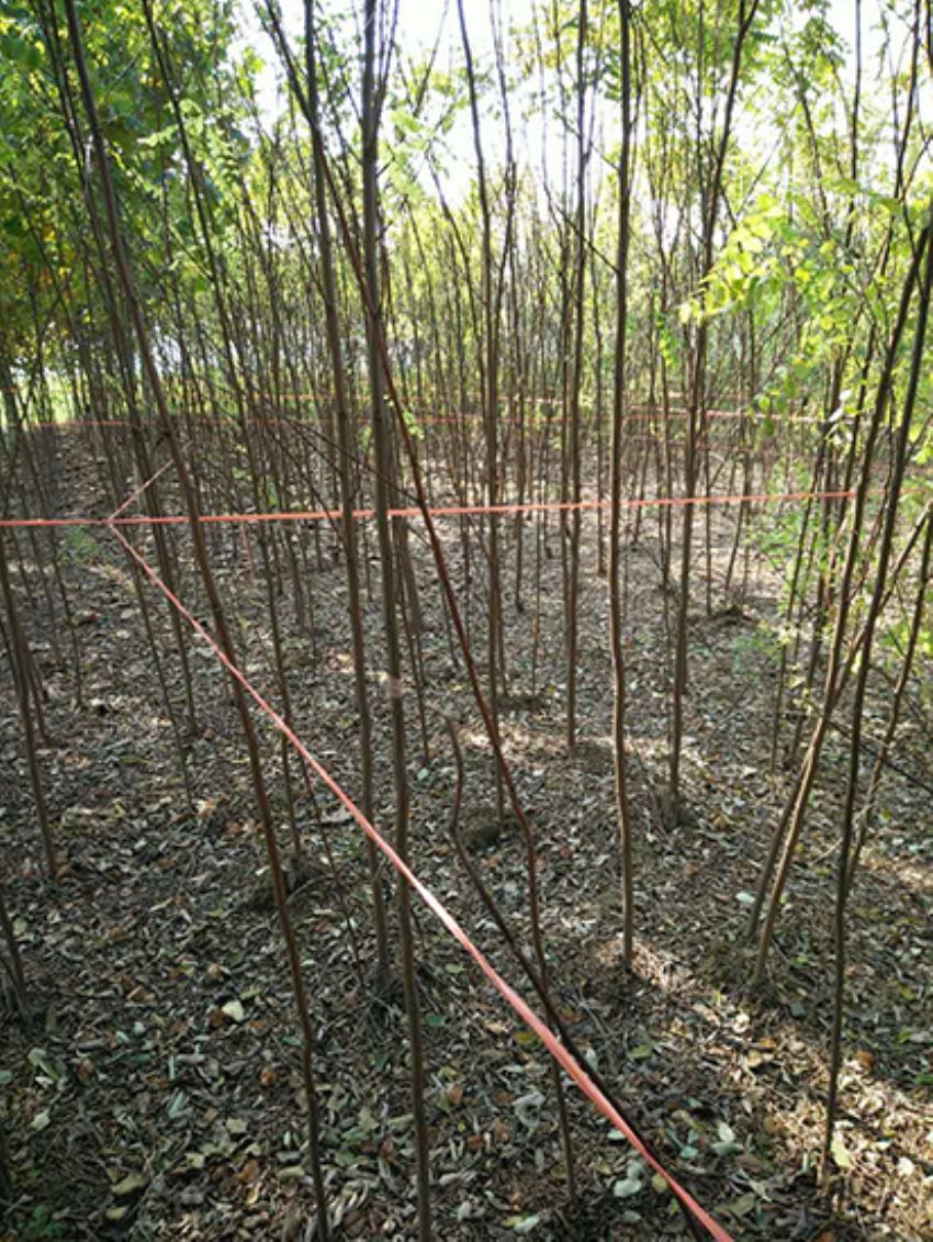 點擊查看詳細信息<br>標題：香花槐 閱讀次數：2162