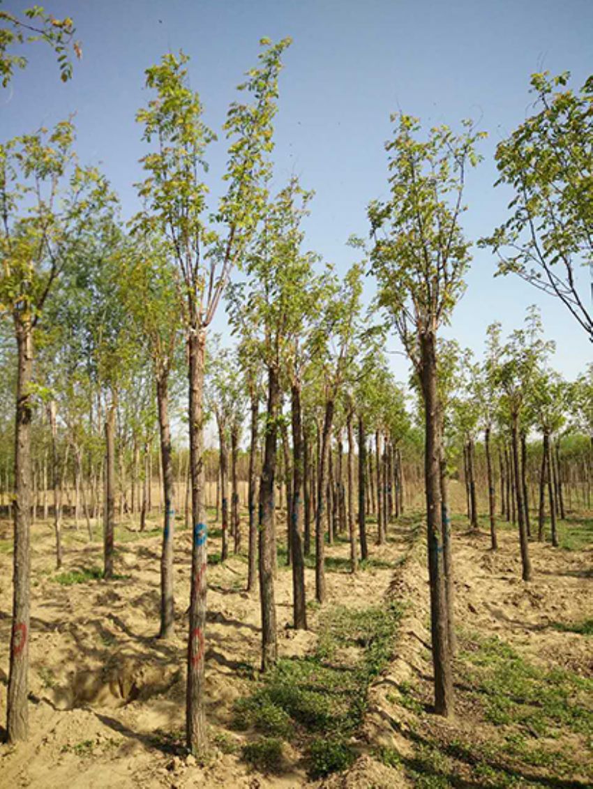 點(diǎn)擊查看詳細(xì)信息<br>標(biāo)題：香花槐 閱讀次數(shù)：3548