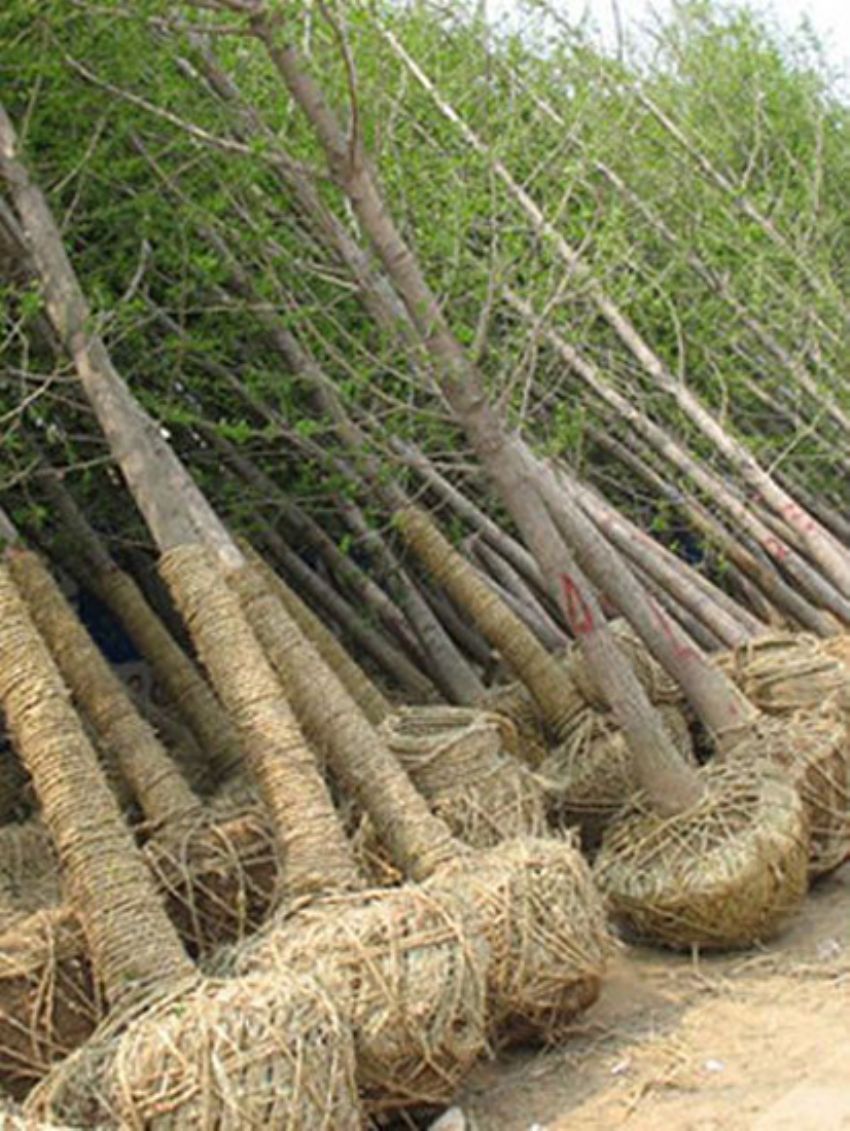 點(diǎn)擊查看詳細(xì)信息<br>標(biāo)題：銀杏 閱讀次數(shù)：3441