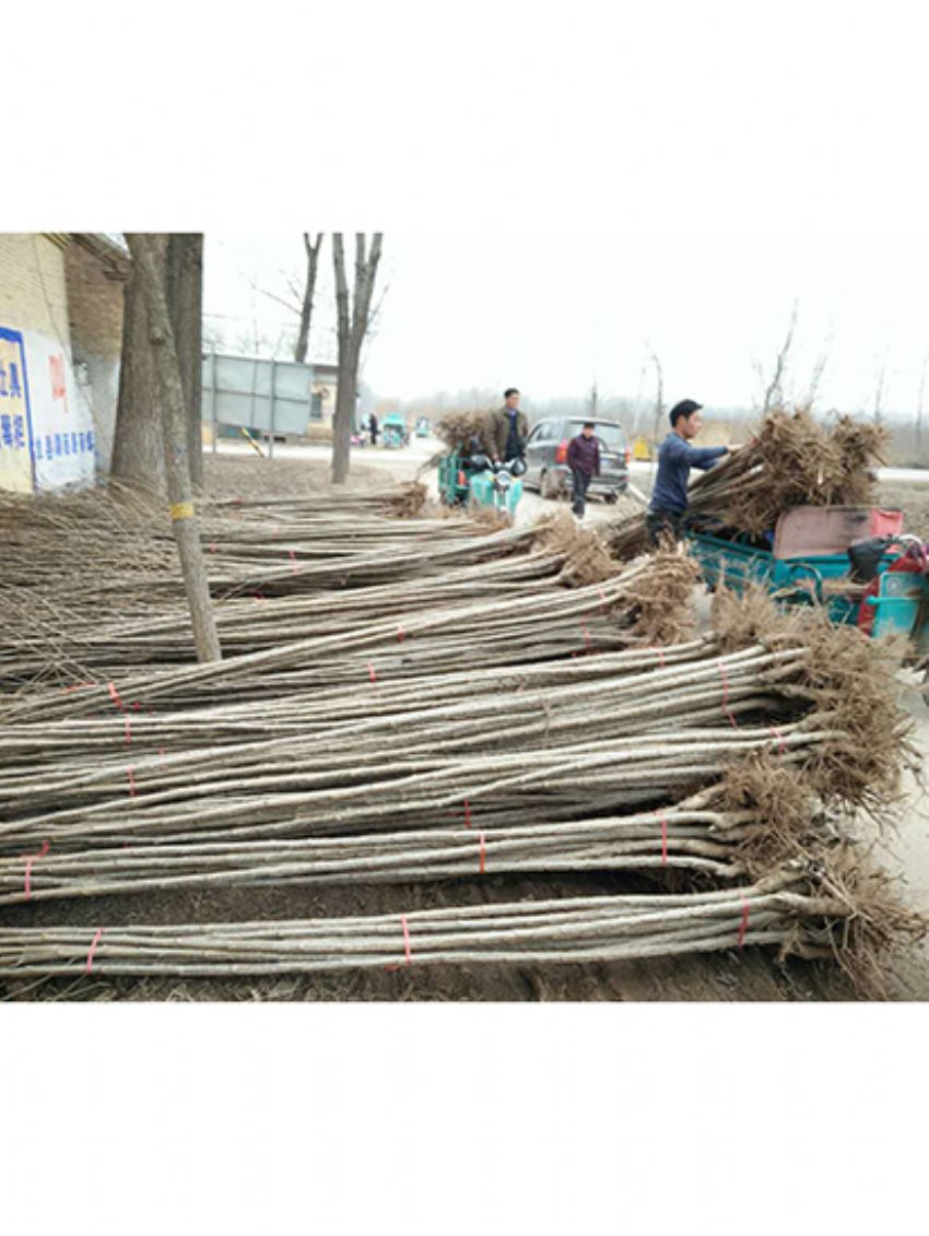 點擊查看詳細信息<br>標題：楊樹苗 閱讀次數：2325