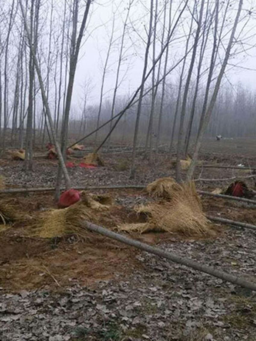 點擊查看詳細信息<br>標題：楊樹苗 閱讀次數：2093