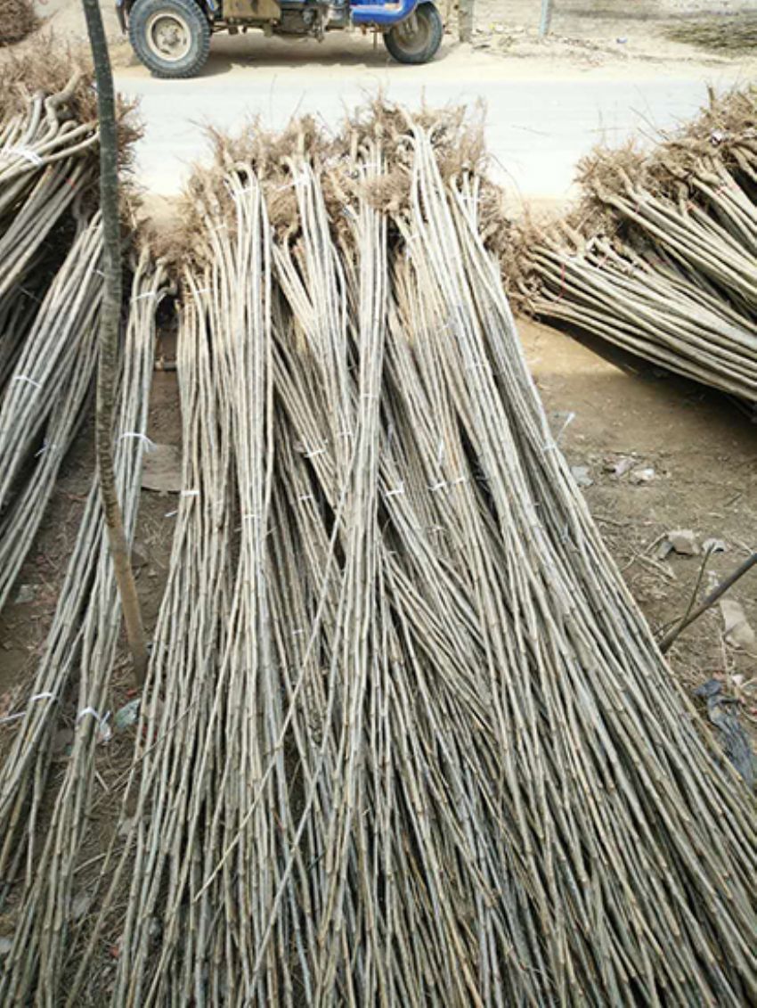 點(diǎn)擊查看詳細(xì)信息<br>標(biāo)題：楊樹(shù)苗 閱讀次數(shù)：3206