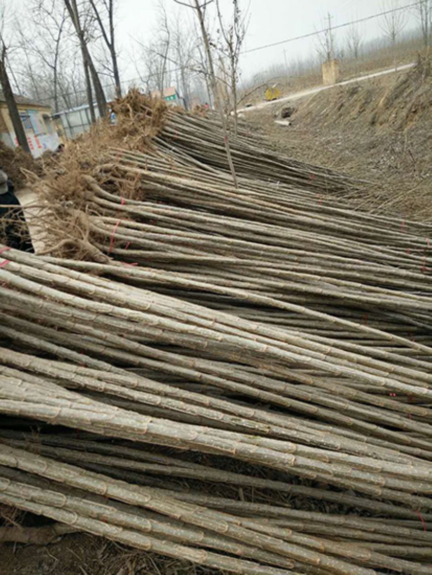 點(diǎn)擊查看詳細(xì)信息<br>標(biāo)題：楊樹(shù)苗 閱讀次數(shù)：3388