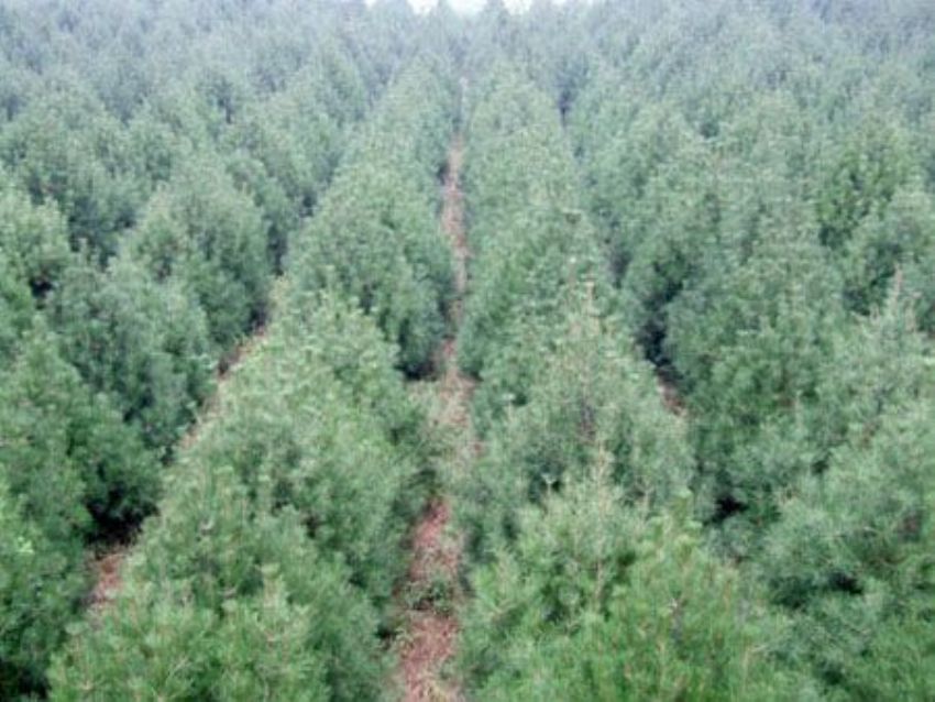 點(diǎn)擊查看詳細(xì)信息<br>標(biāo)題：雪松 閱讀次數(shù)：3185