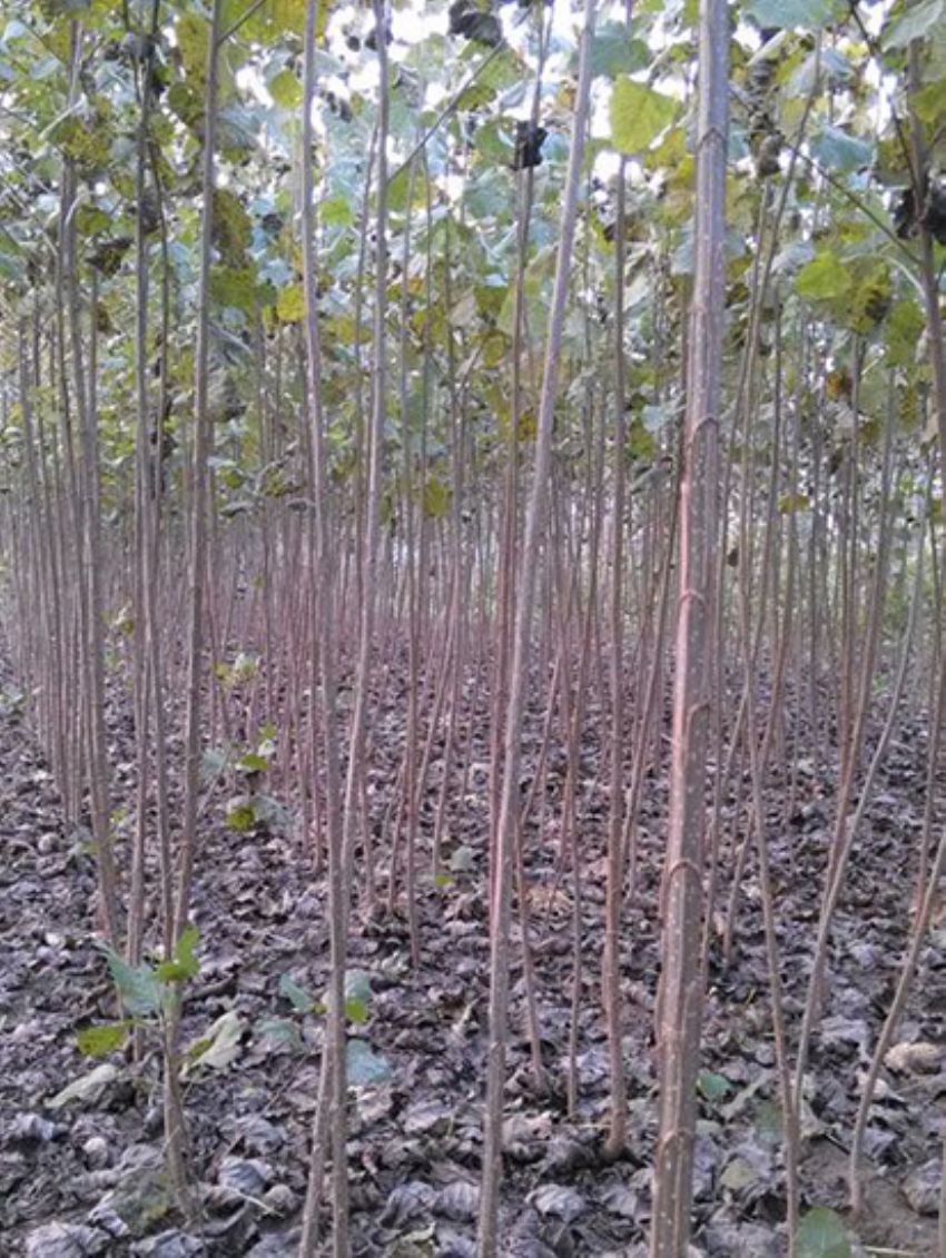 點(diǎn)擊查看詳細(xì)信息<br>標(biāo)題：速生楊 閱讀次數(shù)：2387