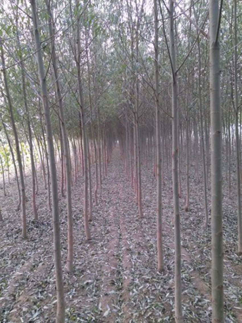 點(diǎn)擊查看詳細(xì)信息<br>標(biāo)題：速生楊 閱讀次數(shù)：3373