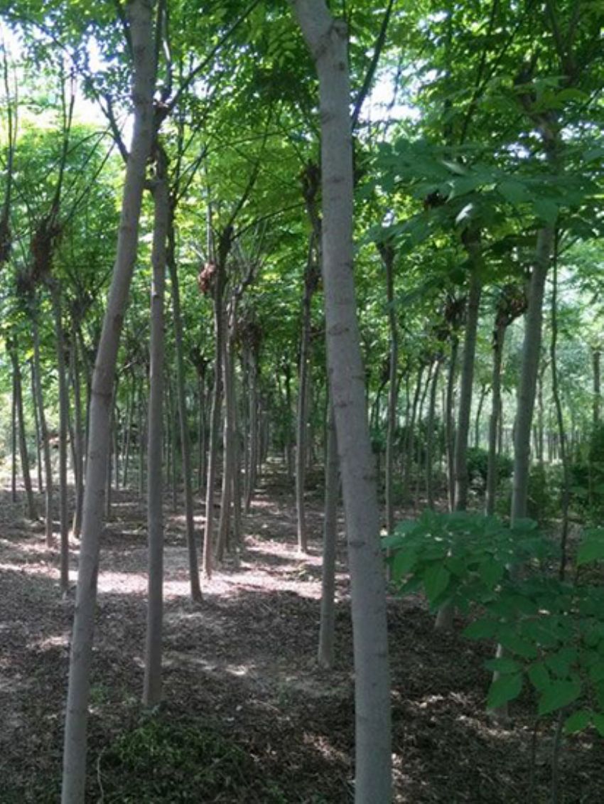 點擊查看詳細信息<br>標題：欒樹 閱讀次數：2099