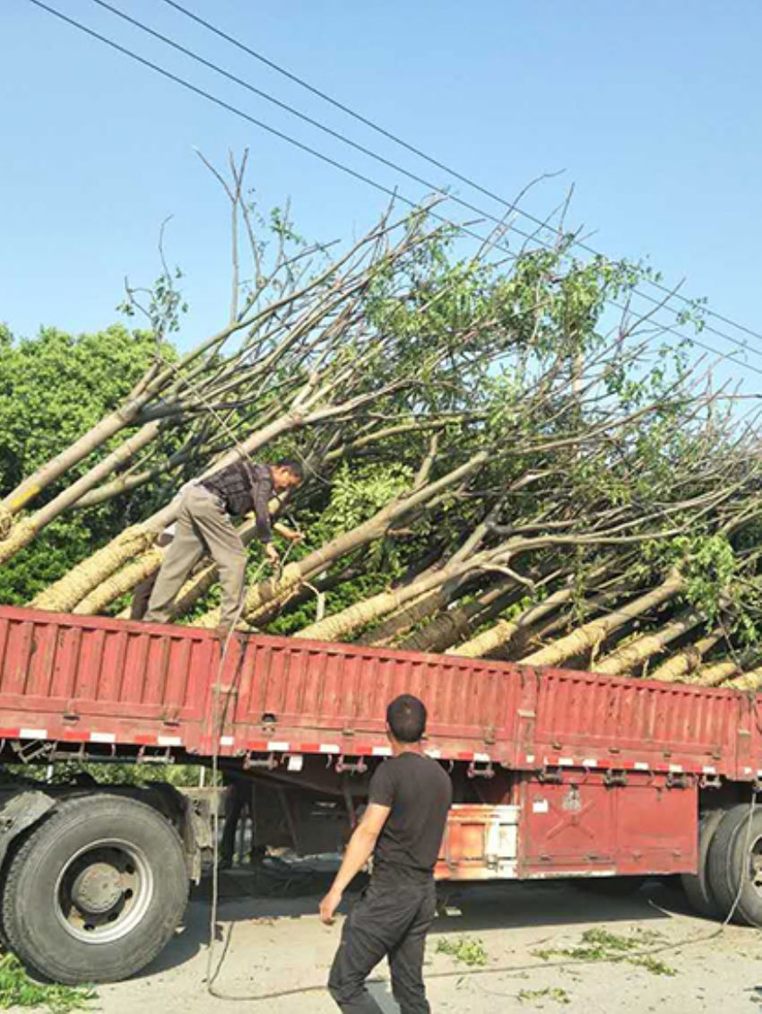 點(diǎn)擊查看詳細(xì)信息<br>標(biāo)題：欒樹(shù) 閱讀次數(shù)：3099