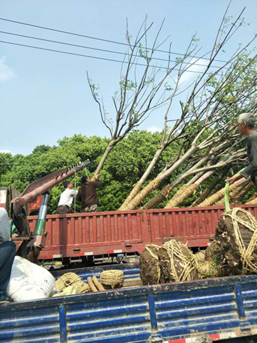點擊查看詳細信息<br>標題：欒樹 閱讀次數：1928