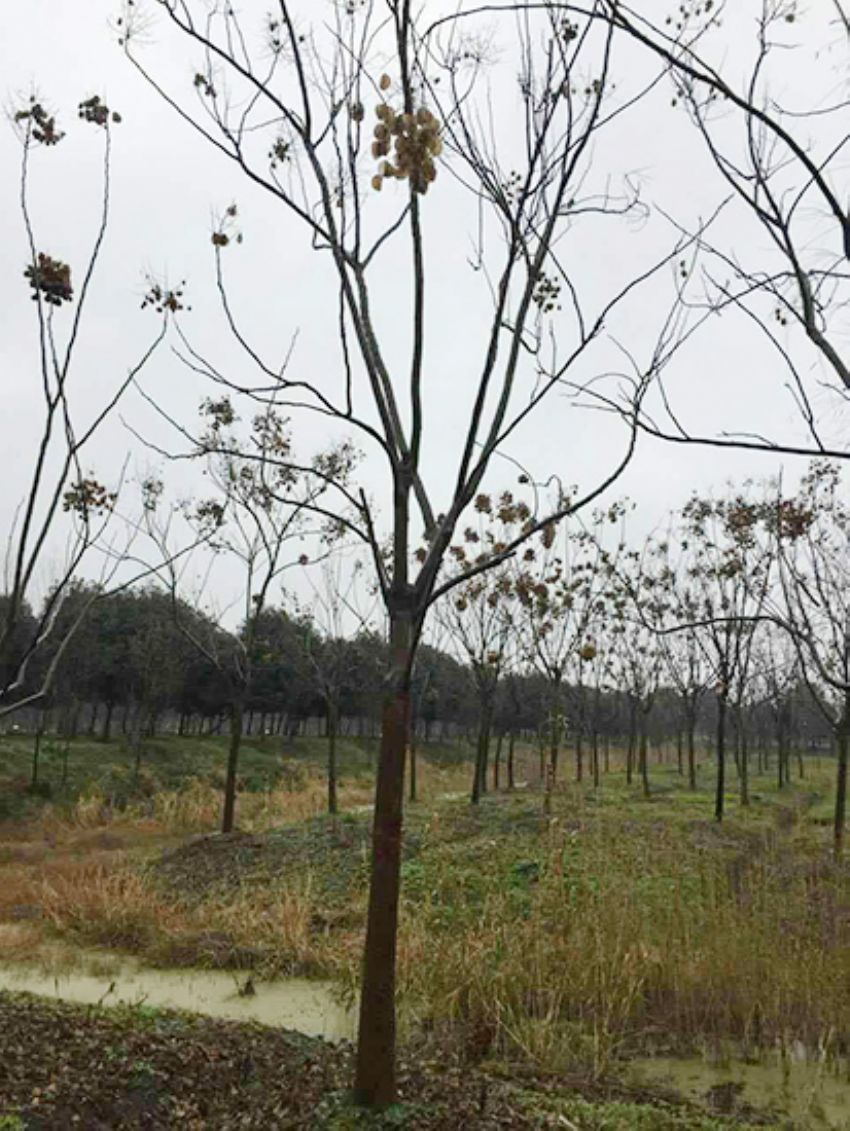 點擊查看詳細信息<br>標題：欒樹 閱讀次數：2177