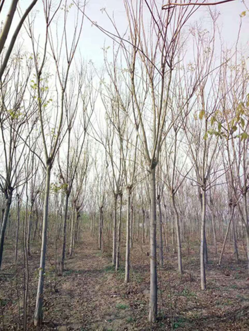 點擊查看詳細信息<br>標題：欒樹 閱讀次數：1888