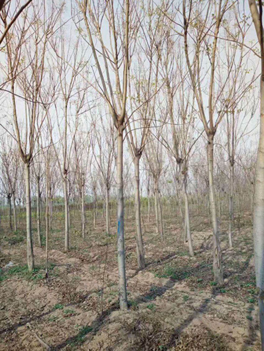 點擊查看詳細信息<br>標題：欒樹 閱讀次數：2003