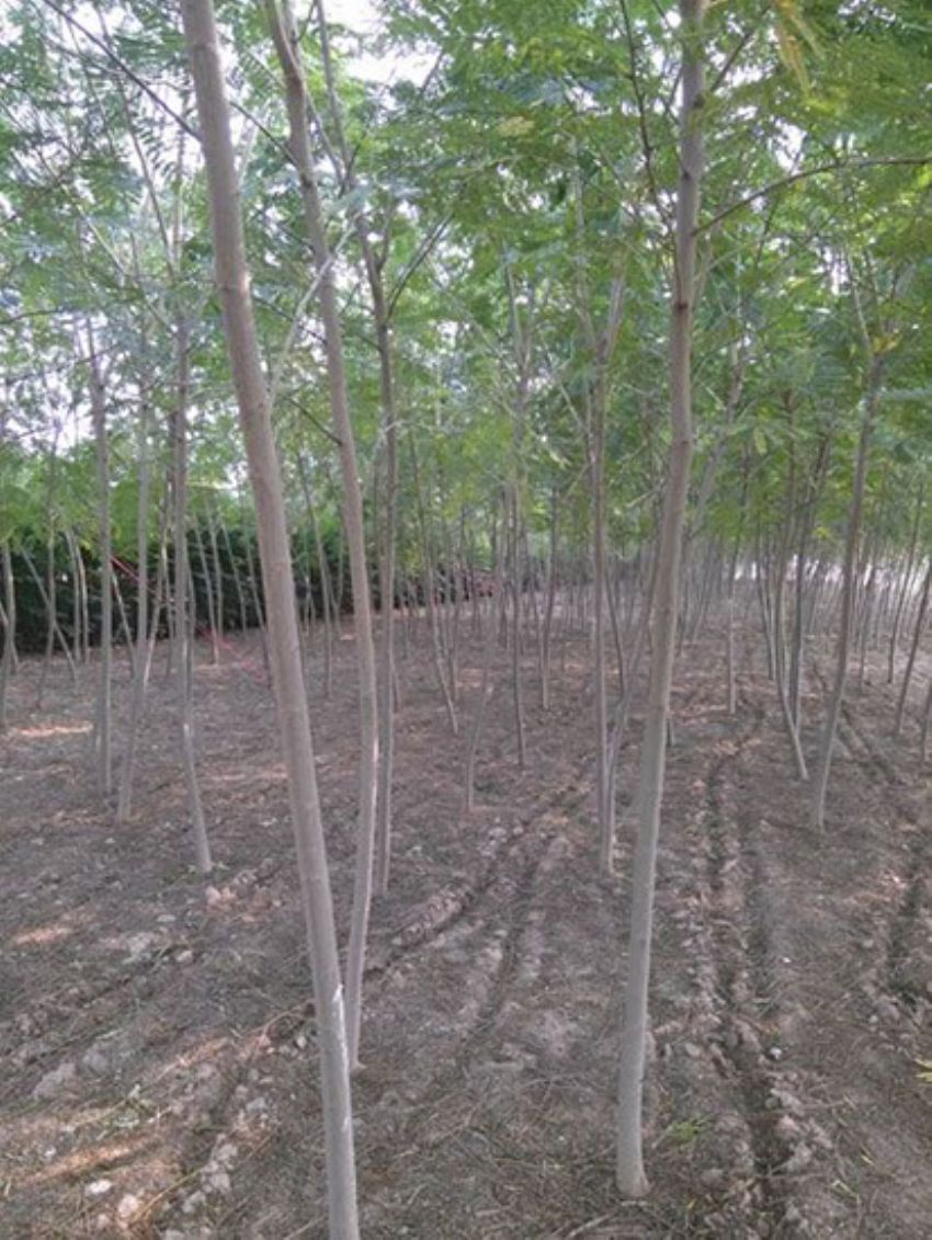 點擊查看詳細信息<br>標題：合歡 閱讀次數：1922