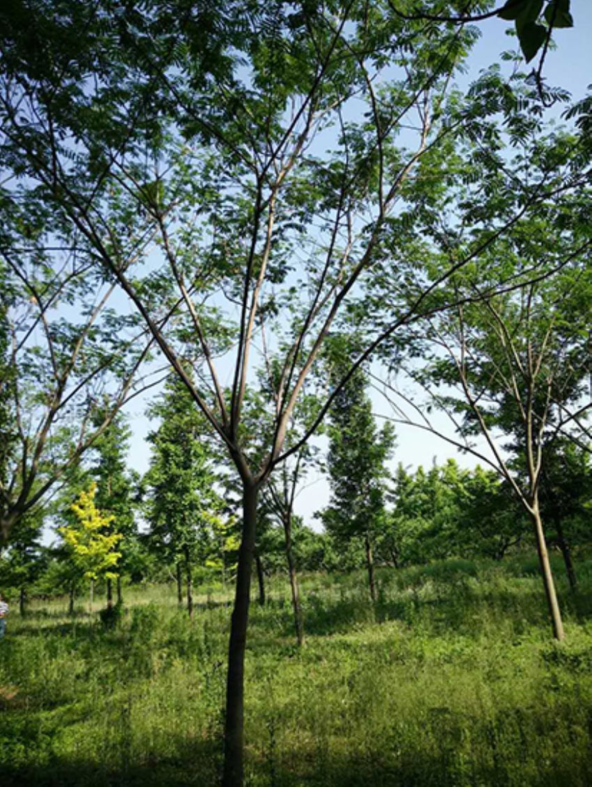 點擊查看詳細信息<br>標題：合歡 閱讀次數：1923