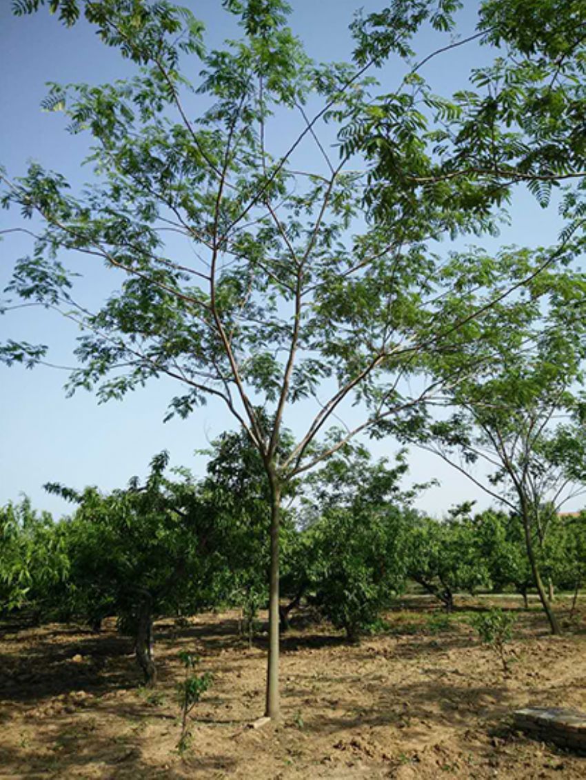 點擊查看詳細信息<br>標題：合歡 閱讀次數：2256