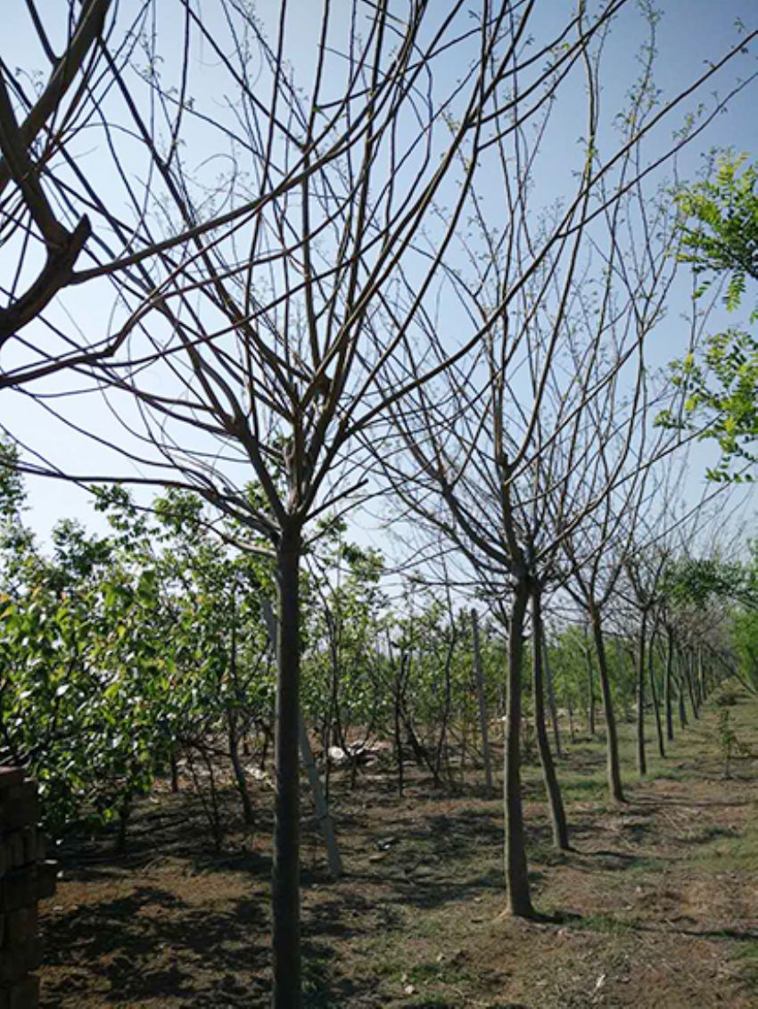 點擊查看詳細信息<br>標題：合歡 閱讀次數：2200