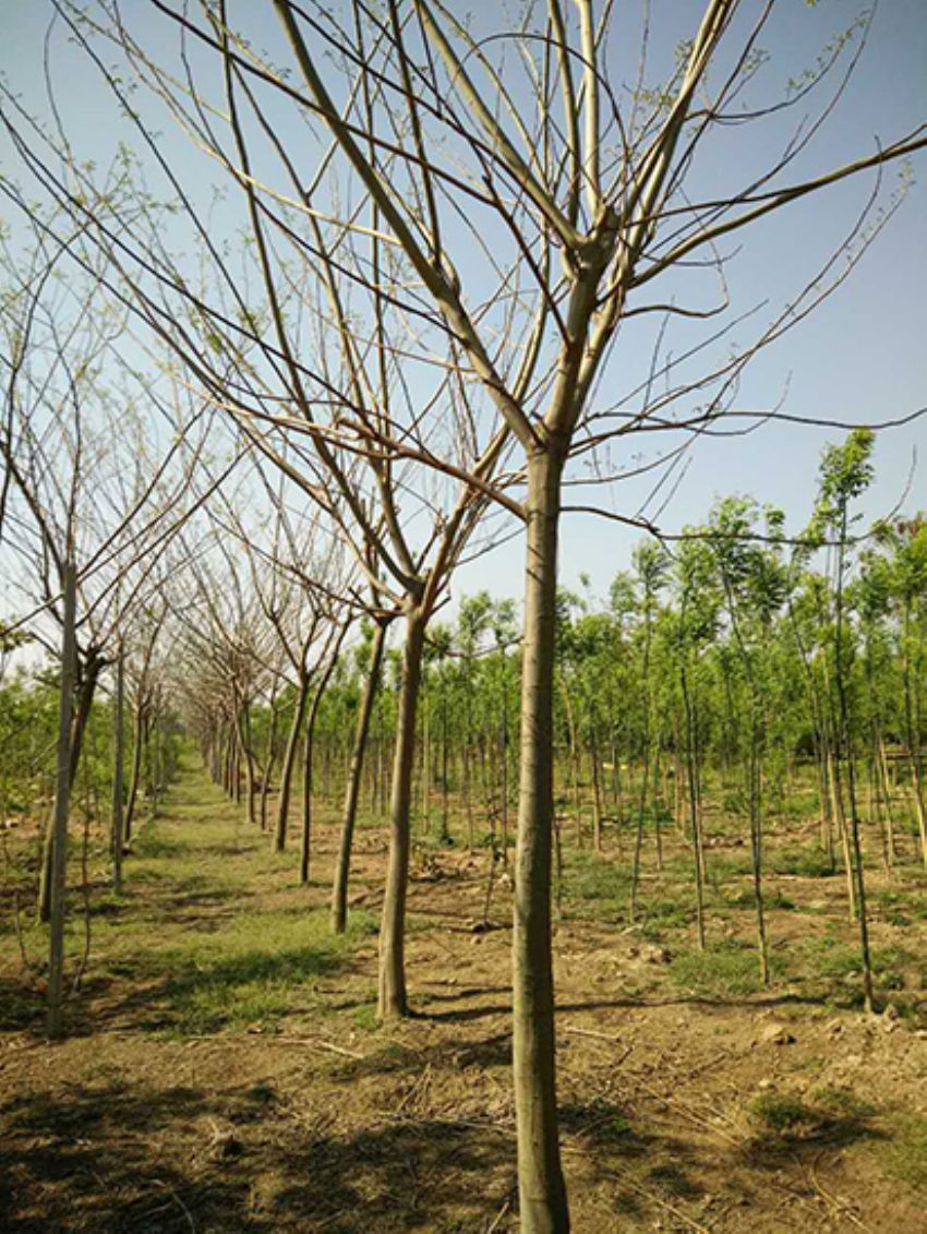 點(diǎn)擊查看詳細(xì)信息<br>標(biāo)題：合歡 閱讀次數(shù)：3237