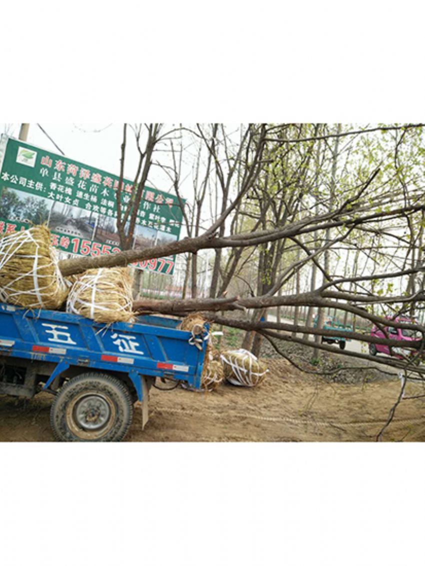 點擊查看詳細信息<br>標題：果樹-柿子樹 閱讀次數：1821