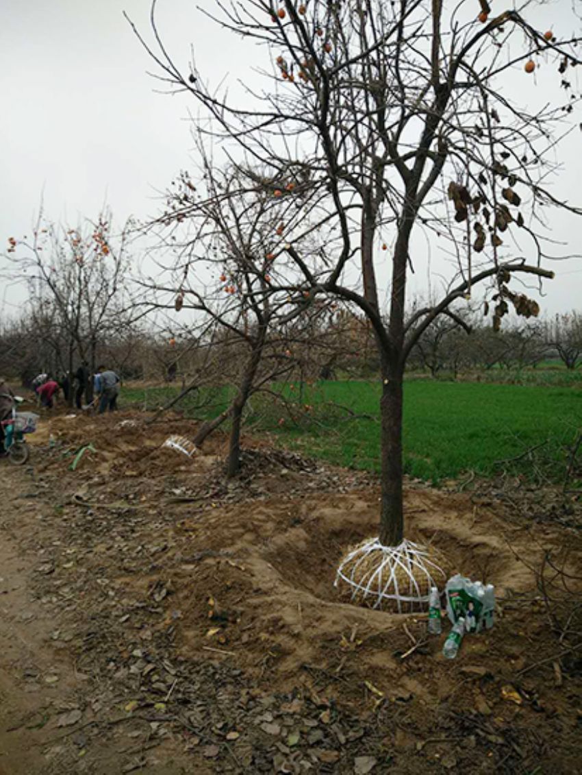 點擊查看詳細信息<br>標題：果樹-柿子樹 閱讀次數：2132