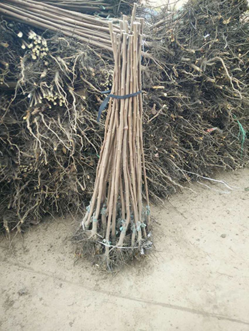 點(diǎn)擊查看詳細(xì)信息<br>標(biāo)題：果樹(shù)-柿子樹(shù) 閱讀次數(shù)：3280