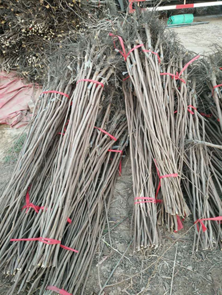 點擊查看詳細信息<br>標題：果樹-柿子樹 閱讀次數：2253