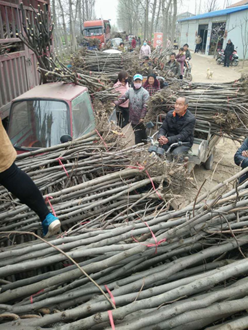 點(diǎn)擊查看詳細(xì)信息<br>標(biāo)題：果樹(shù)-柿子樹(shù) 閱讀次數(shù)：3347