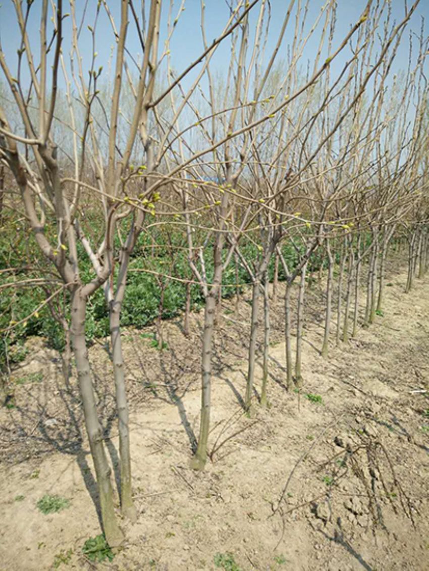 點擊查看詳細信息<br>標題：果樹-柿子樹 閱讀次數：2202