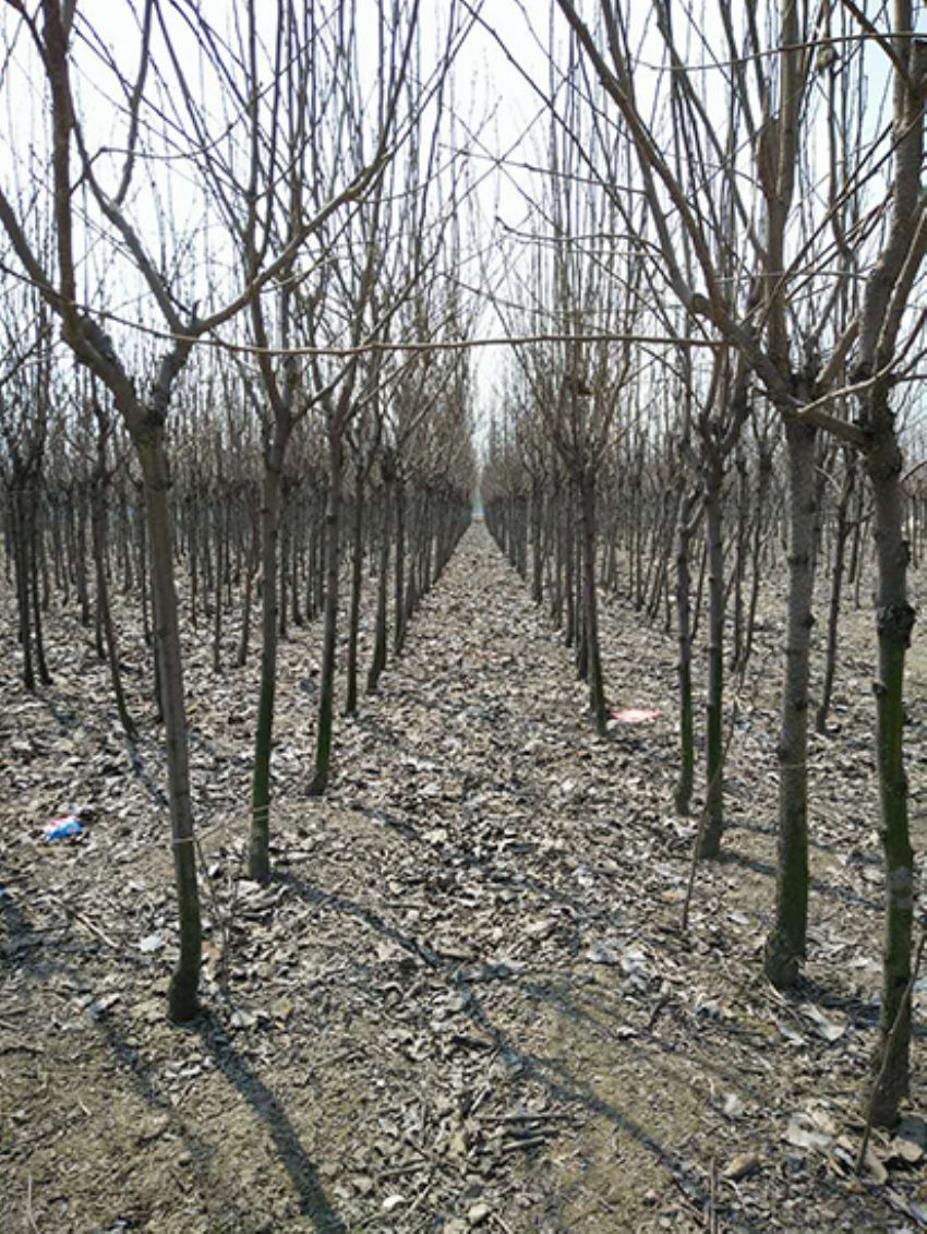 點擊查看詳細信息<br>標題：果樹-柿子樹 閱讀次數：2071