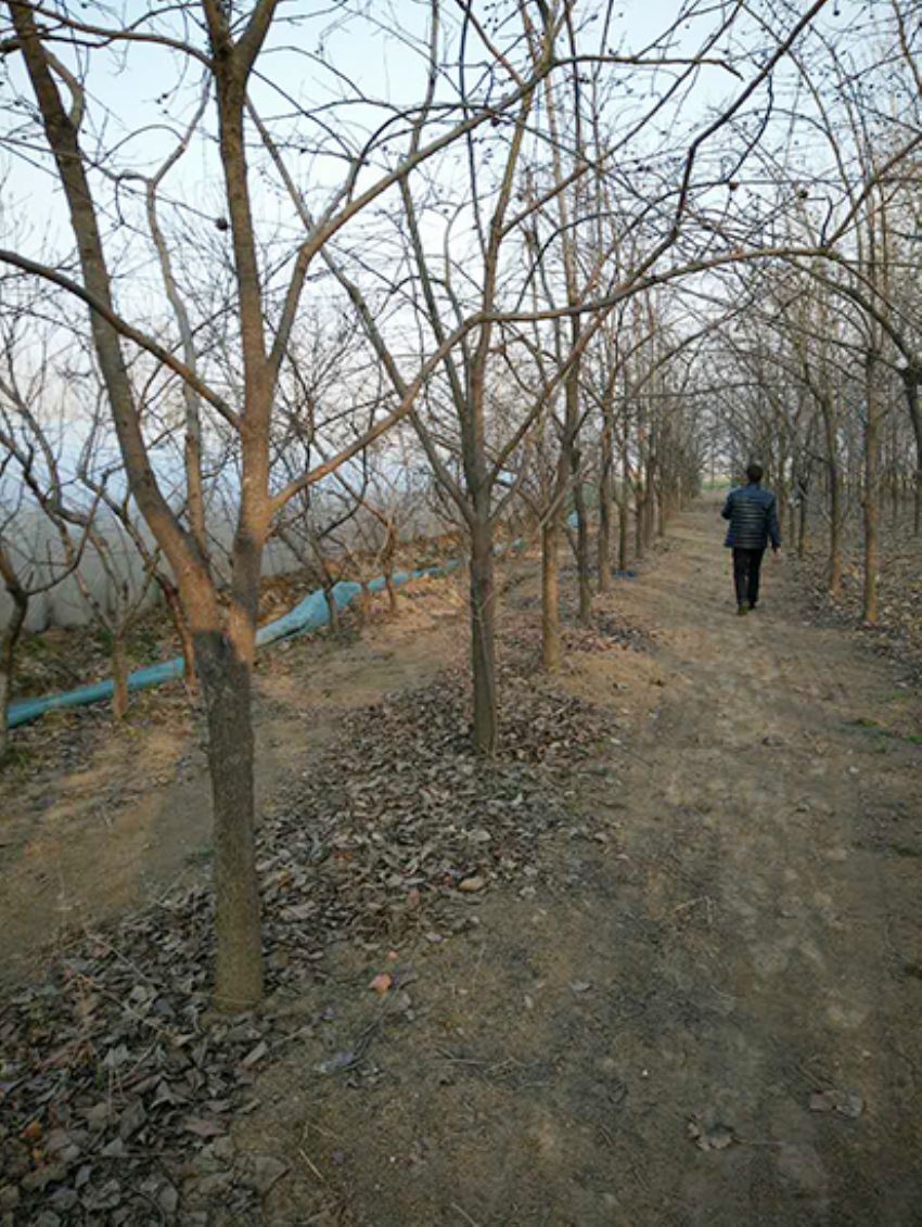 點擊查看詳細信息<br>標題：果樹-柿子樹 閱讀次數：2345