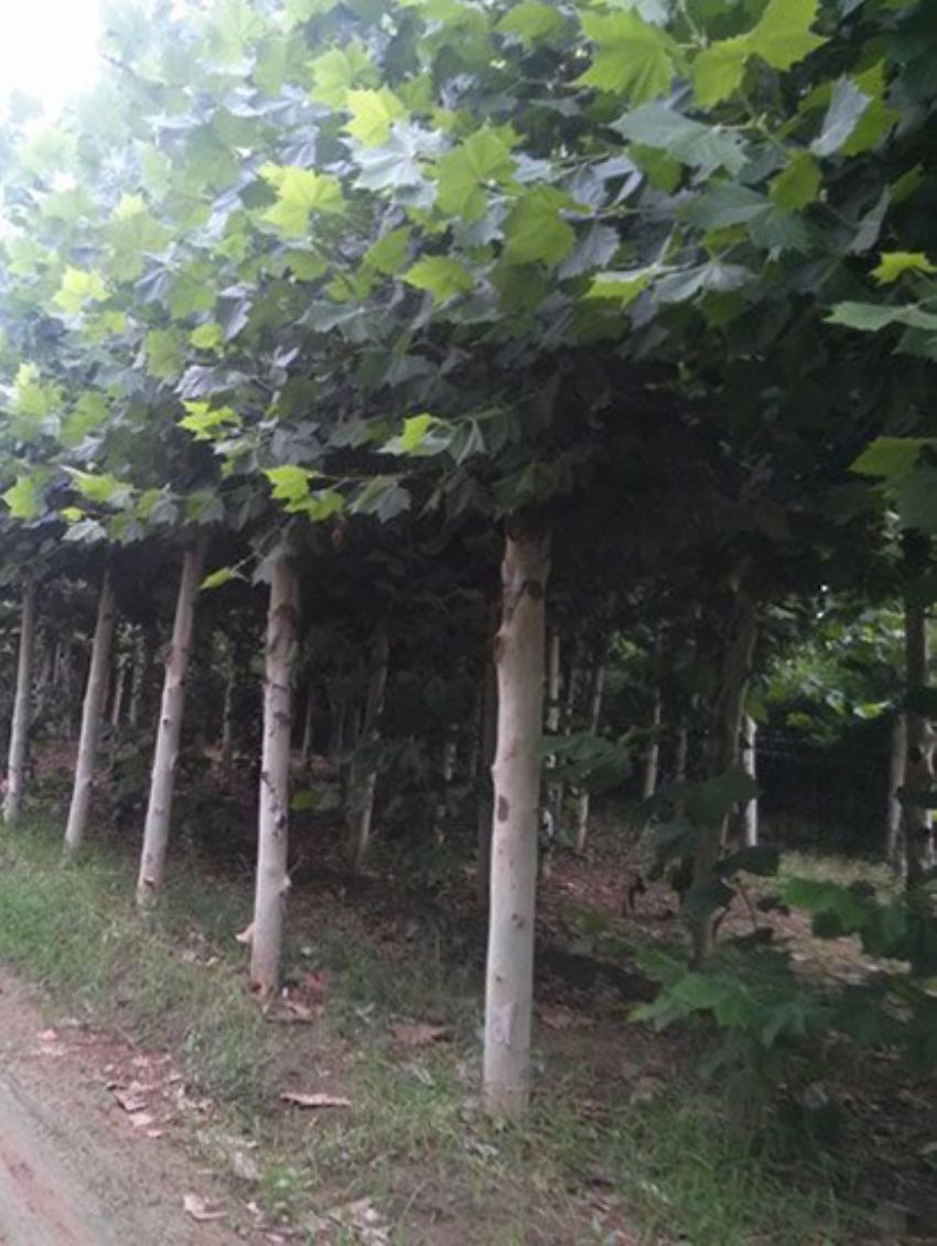 點擊查看詳細信息<br>標題：法桐 閱讀次數：2305