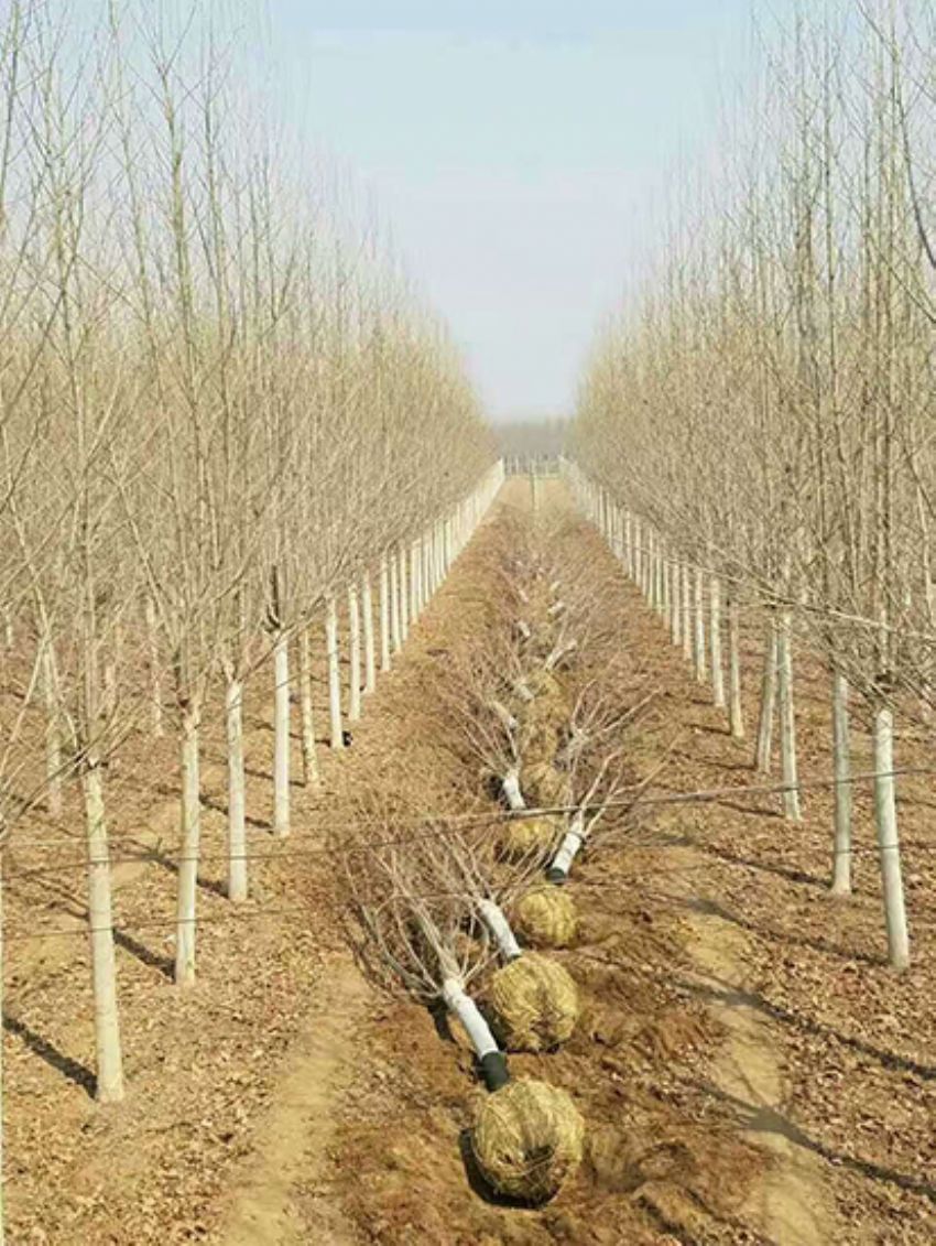 點(diǎn)擊查看詳細(xì)信息<br>標(biāo)題：法桐 閱讀次數(shù)：3224