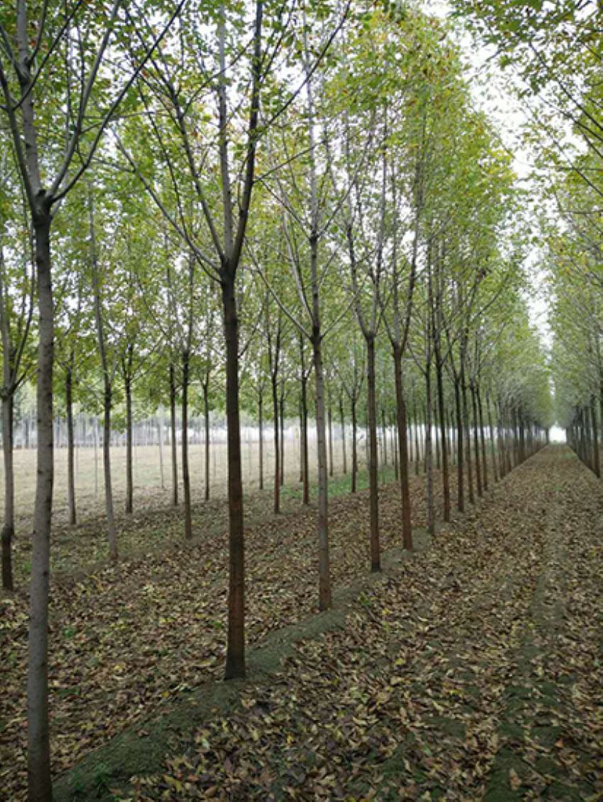 點(diǎn)擊查看詳細(xì)信息<br>標(biāo)題：白蠟 閱讀次數(shù)：3622