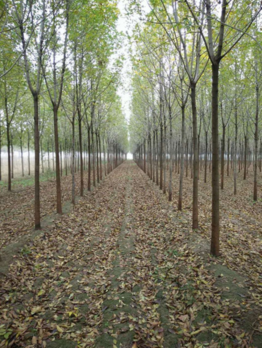 點(diǎn)擊查看詳細(xì)信息<br>標(biāo)題：白蠟 閱讀次數(shù)：3148