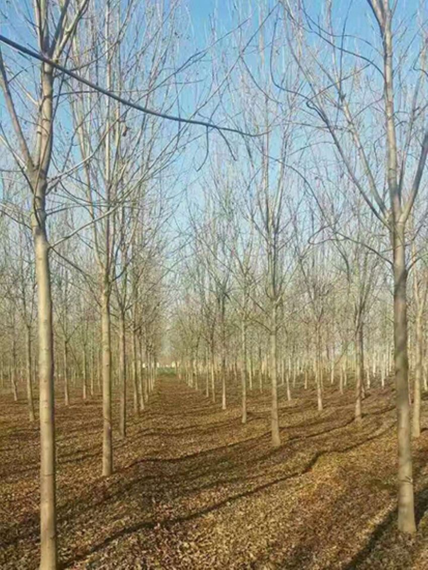 點(diǎn)擊查看詳細(xì)信息<br>標(biāo)題：白蠟 閱讀次數(shù)：3063