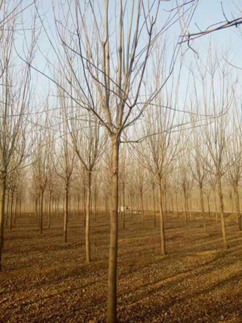 點(diǎn)擊查看詳細(xì)信息<br>標(biāo)題：白蠟 閱讀次數(shù)：3139