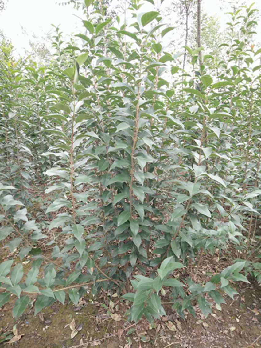 點(diǎn)擊查看詳細(xì)信息<br>標(biāo)題：叢生女貞 閱讀次數(shù)：3249