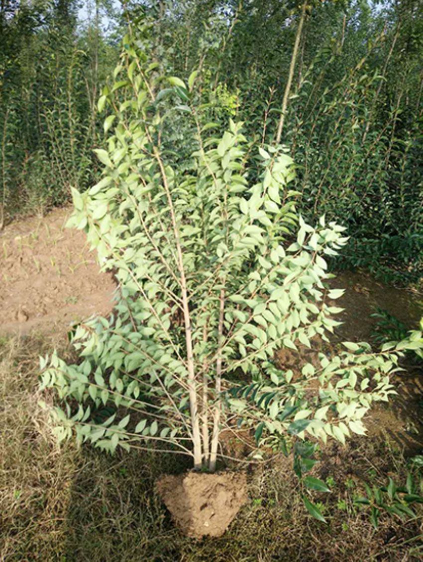 點(diǎn)擊查看詳細(xì)信息<br>標(biāo)題：叢生女貞 閱讀次數(shù)：3141