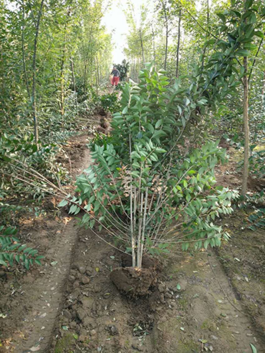 點(diǎn)擊查看詳細(xì)信息<br>標(biāo)題：叢生女貞 閱讀次數(shù)：3380