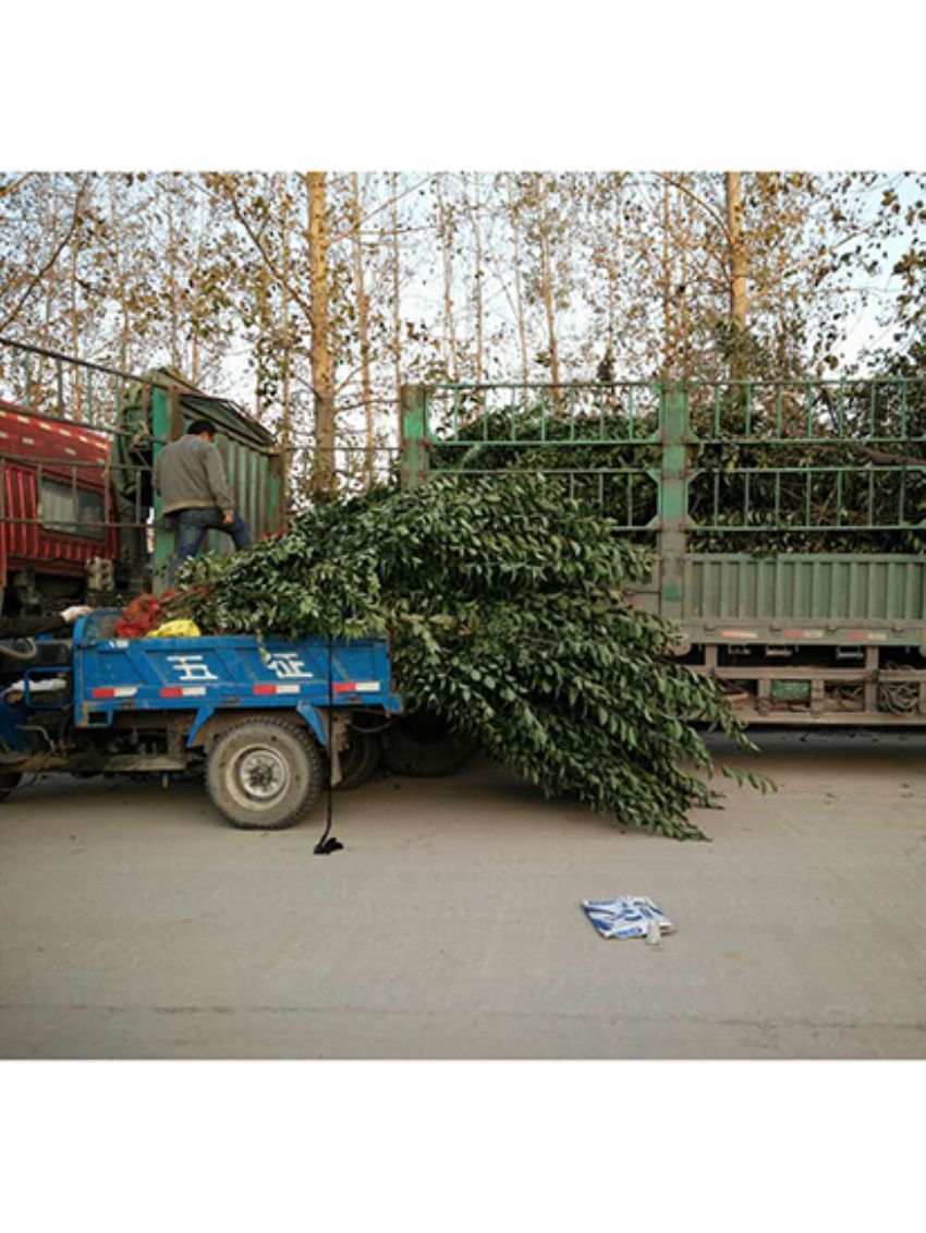 點(diǎn)擊查看詳細(xì)信息<br>標(biāo)題：叢生女貞 閱讀次數(shù)：3176