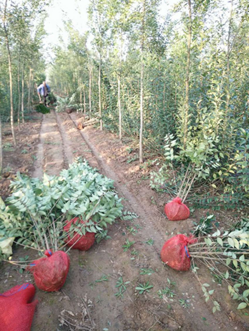 點(diǎn)擊查看詳細(xì)信息<br>標(biāo)題：叢生女貞 閱讀次數(shù)：3194